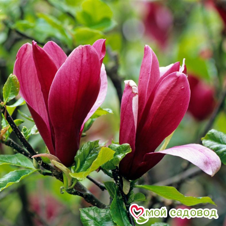 Магнолия лилиецветная Нигра