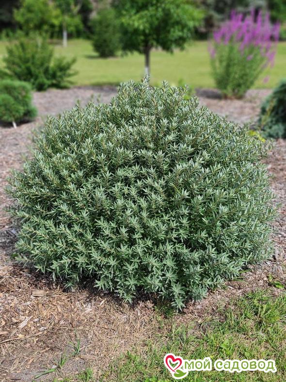 Облепиха мужская "Хикул" (до 150см)