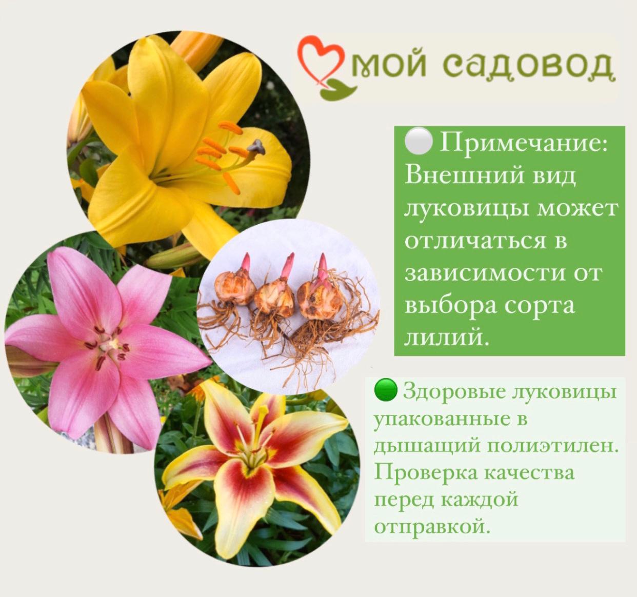 Лилия Донато ОТ-гибрид