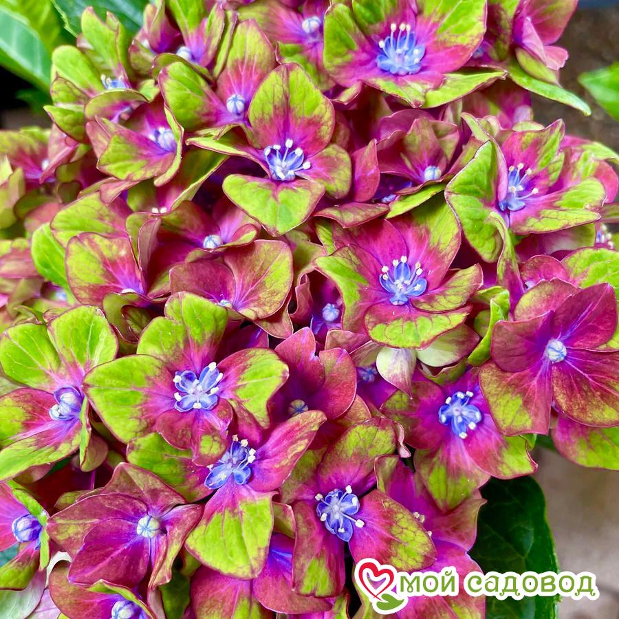 Гортензия крупнолистная Эндлесс Саммер Блашин Брайд