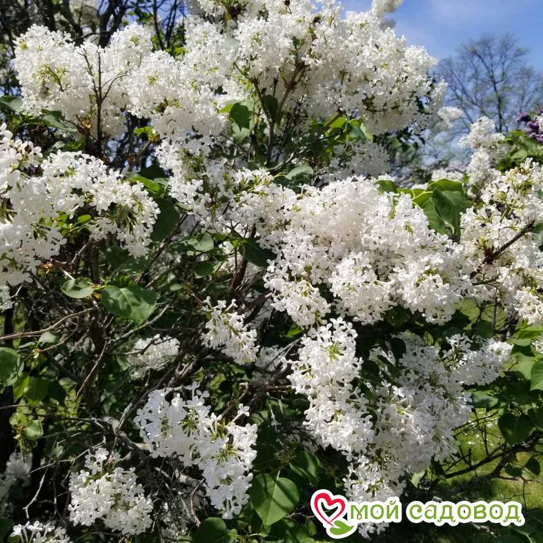 Сирень Рочестер (Rochester)