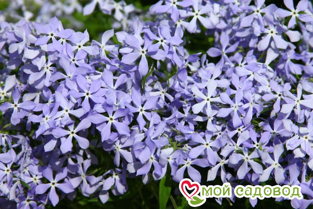 Флокс БЛЮ ПАРФЮМ