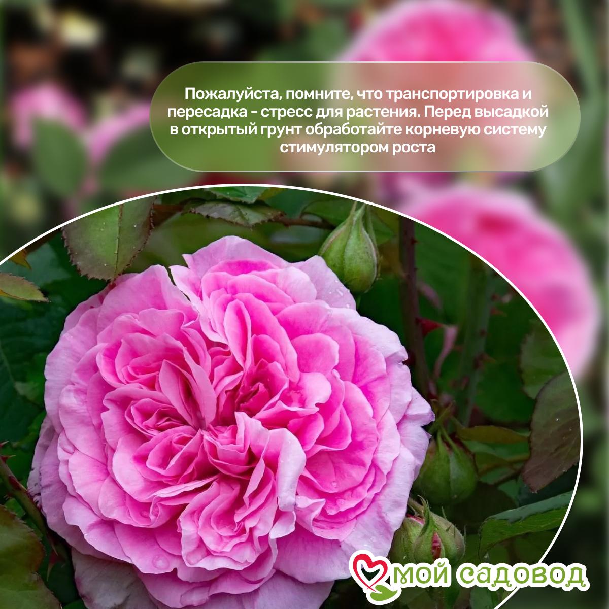 Роза Гертруда Джекилл