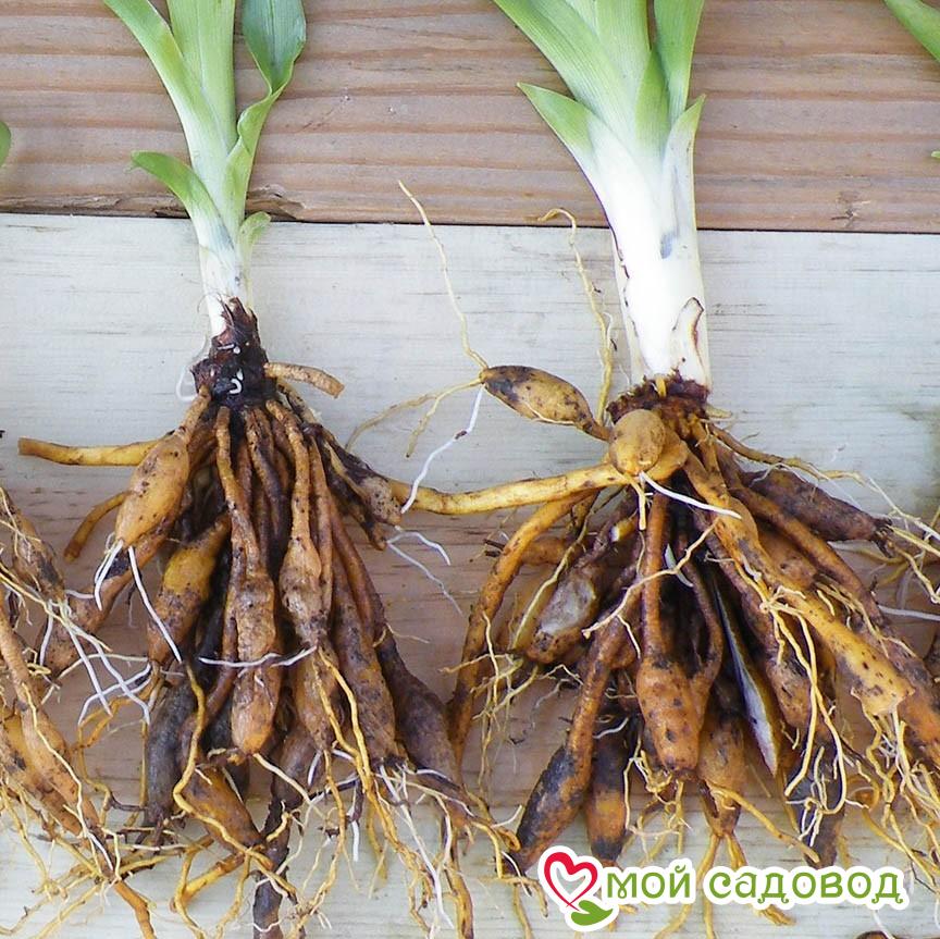 Лилейник Артик Шеид